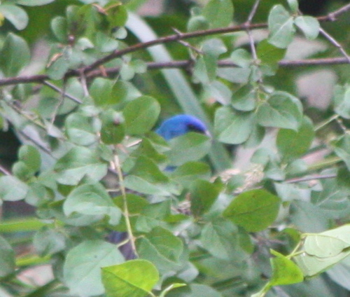 Passerina cyanea