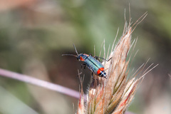 Clanoptilus marginellus