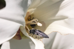 Acmaeodera cylindrica