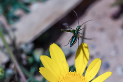 Oedemera nobilis