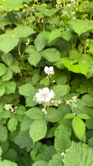 Rubus