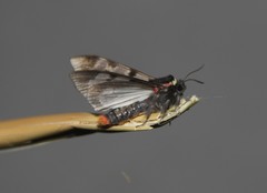 Dysschema subapicalis