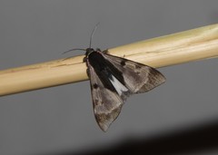 Dysschema subapicalis