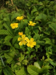 Ranunculus japonicus