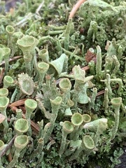 Cladonia pocillum