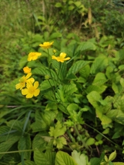 Ranunculus japonicus