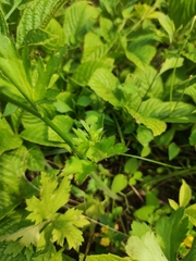 Ranunculus japonicus