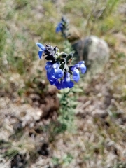 Salvia chamaedryoides