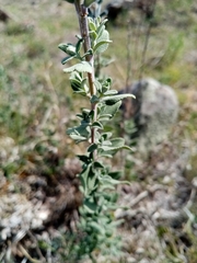 Salvia chamaedryoides