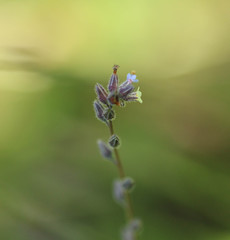 Myosotis discolor discolor