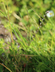 Myosotis discolor discolor