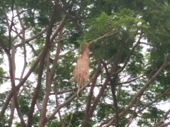 Psarocolius decumanus decumanus