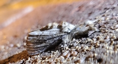 Peridea basitriens