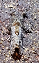 Peridea basitriens