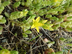 Sedum acre