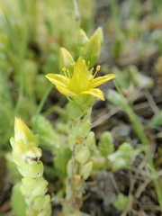 Sedum acre