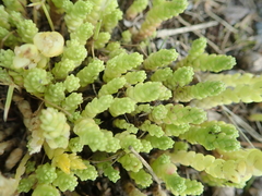 Sedum acre