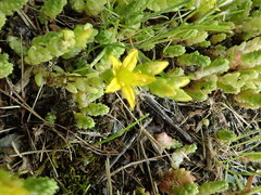 Sedum acre