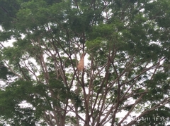 Psarocolius decumanus decumanus