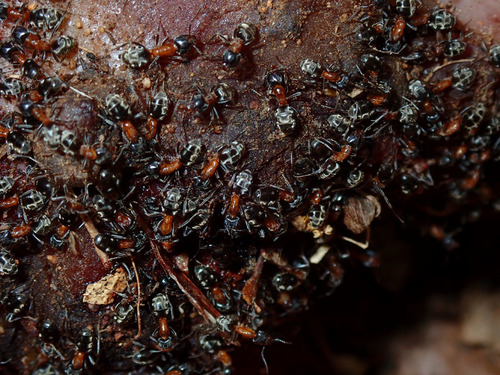 photo of Velvety Tree Ant (Liometopum occidentale)