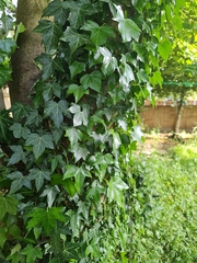 Hedera helix