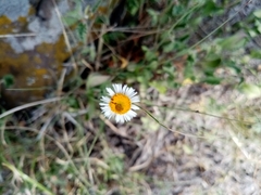 Erigeron pubescens