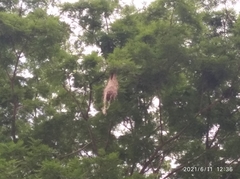 Psarocolius decumanus decumanus