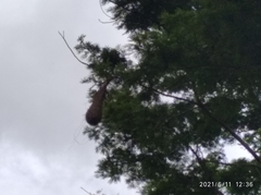 Psarocolius decumanus decumanus