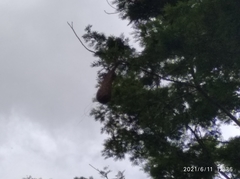 Psarocolius decumanus decumanus