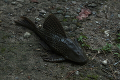 Hypostomus
