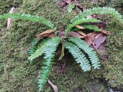 Asplenium azoricum