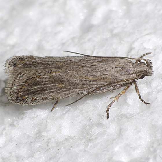 Filatima striatella
