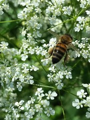 Apis mellifera