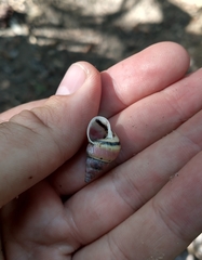 Leiostracus carnavalescus