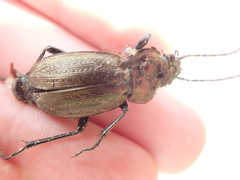 Carabus arvensis