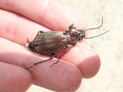 Carabus arvensis