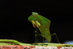 Choeradodis rhomboidea