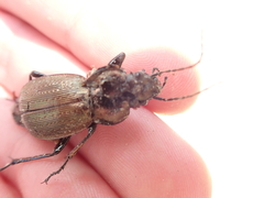 Carabus arvensis