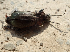 Carabus arvensis