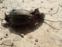 Carabus arvensis