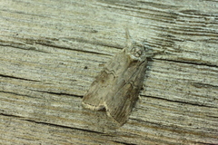 Nycteola asiatica
