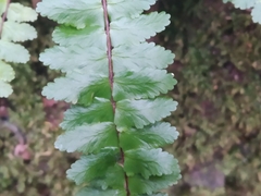 Asplenium azoricum