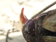 Carabus arvensis