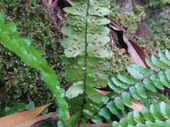 Asplenium azoricum