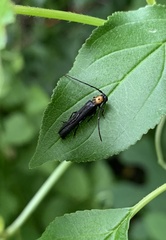 Oberea perspicillata