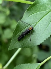 Oberea perspicillata