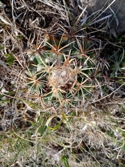 Coryphantha pycnacantha