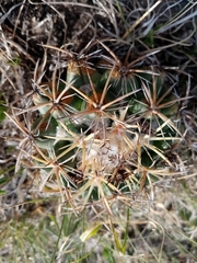 Coryphantha pycnacantha