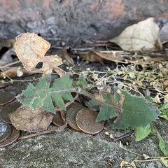 Phytomyza syngenesiae group