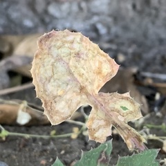 Phytomyza syngenesiae group